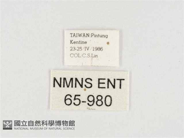 小紫斑蝶藏品圖，第3張