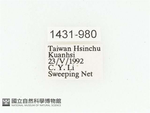 臺灣跗花金龜藏品圖，第2張
