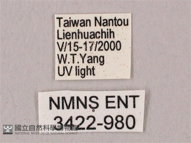 栗六點天蛾藏品圖，第3張