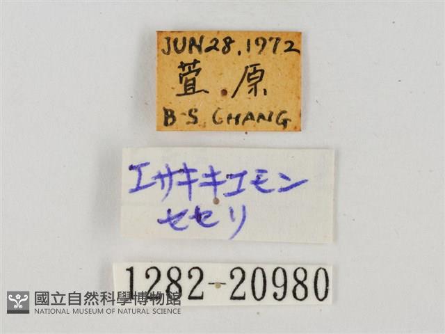 臺灣流星弄蝶藏品圖，第3張