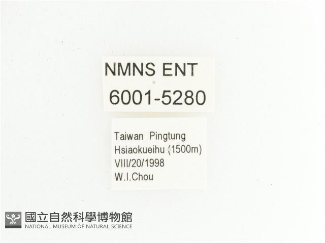 綠艷長腳花金龜藏品圖，第2張