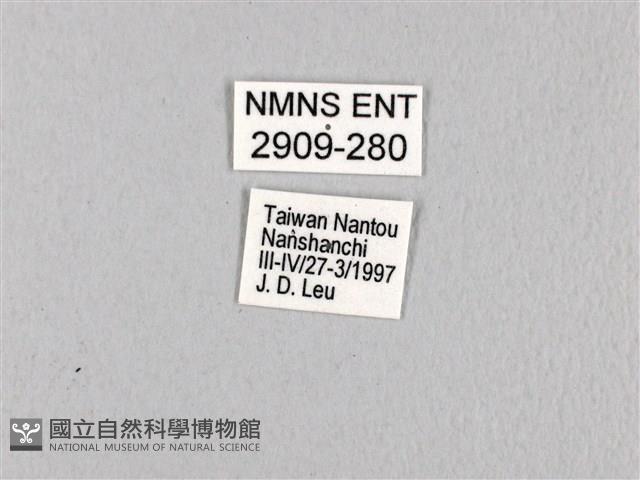 寬帶青鳳蝶藏品圖，第3張