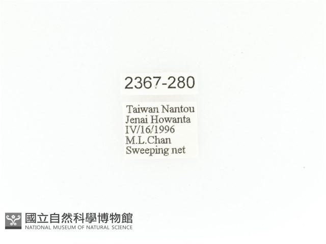 臺灣角金龜藏品圖，第2張