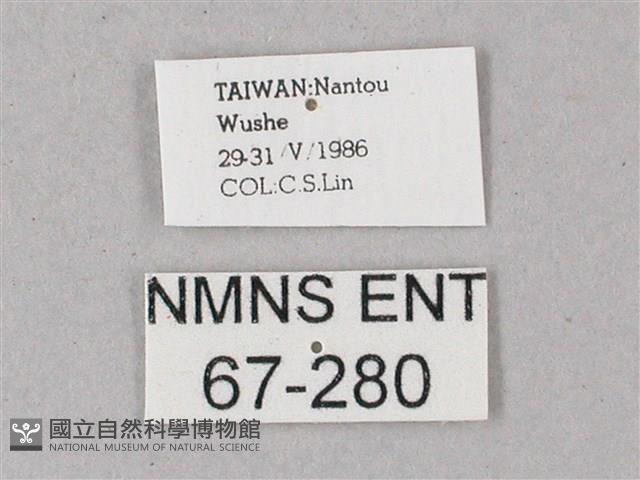 綠背斜紋天蛾藏品圖，第3張