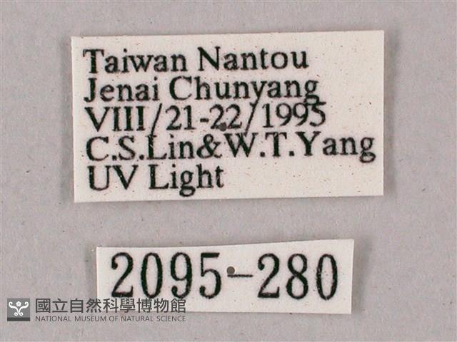 榆綠天蛾藏品圖，第3張