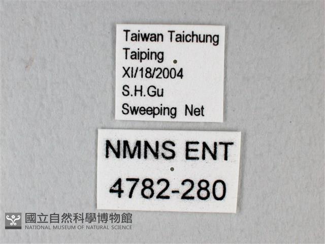 白粉蝶、紋白蝶藏品圖，第3張