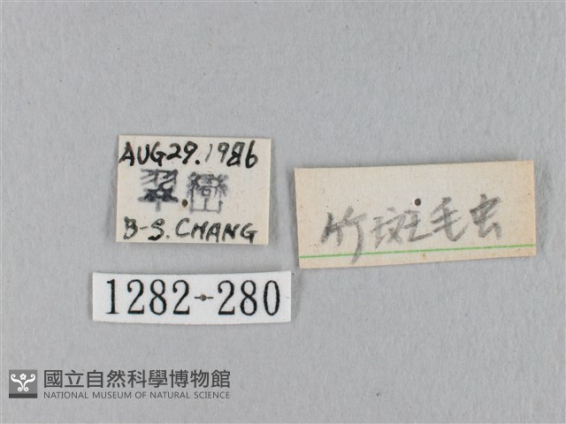 棕斜帶枯葉蛾藏品圖，第3張