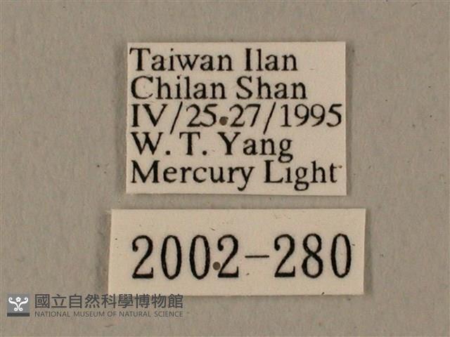 全緣缺角天蛾藏品圖，第3張