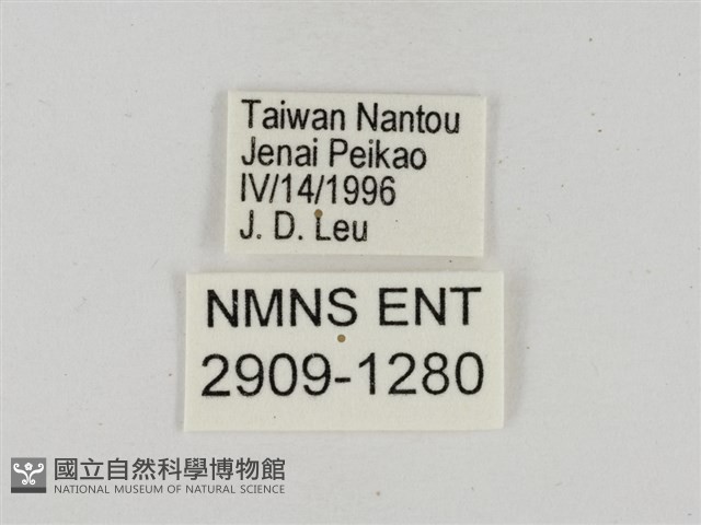 淡褐脈粉蝶藏品圖，第3張