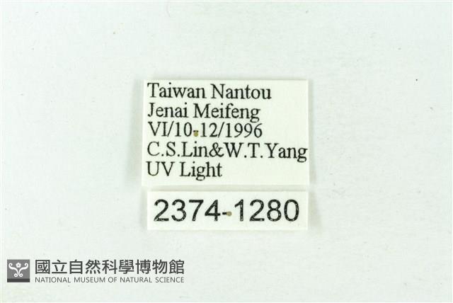 赭新污燈蛾藏品圖，第3張