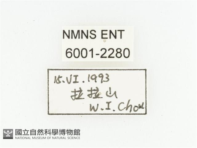 臺灣瘦花金龜藏品圖，第2張