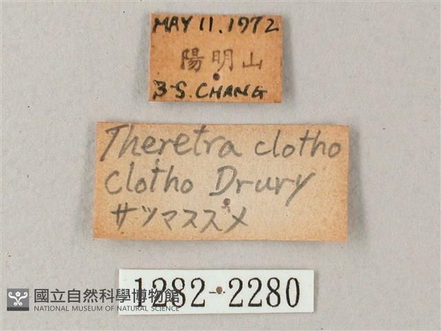 藏斜紋天蛾藏品圖，第3張