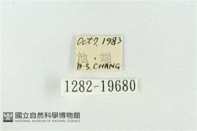 臺洒波紋蛾藏品圖，第3張