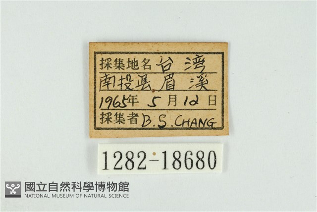 東方喙蝶藏品圖，第3張