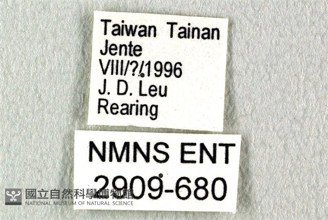 花鳳蝶、無尾鳳蝶藏品圖，第3張