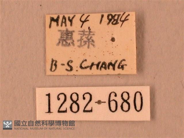 波紋豆天蛾藏品圖，第3張