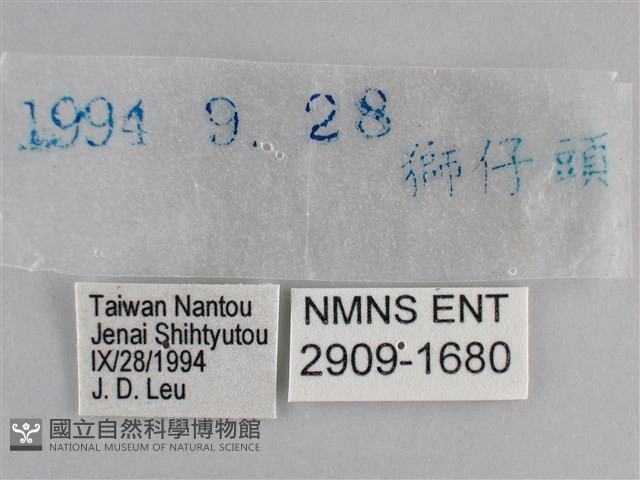 藍紋鋸眼蝶藏品圖，第3張
