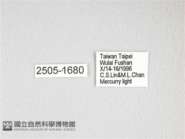 大透目天蠶蛾藏品圖，第3張