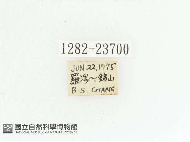 黃斑陷紋金龜藏品圖，第2張