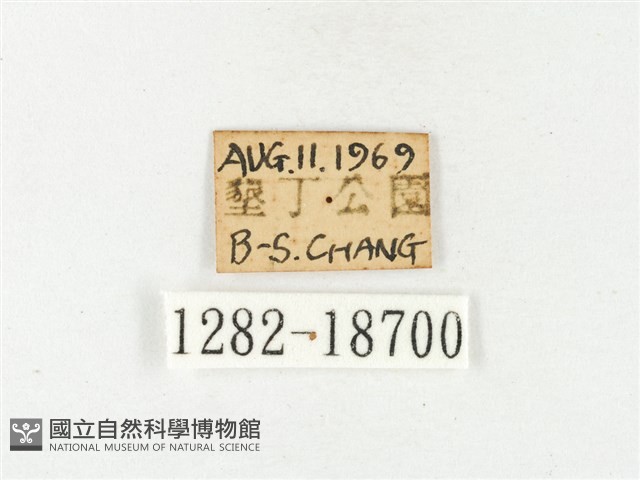 淡色黃蝶藏品圖，第3張