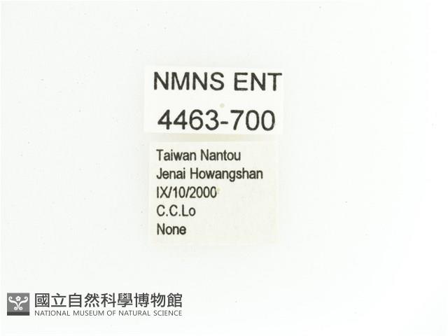 艷金龜藏品圖，第2張