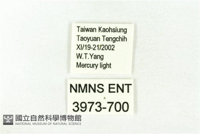 樹形尺蛾藏品圖，第3張