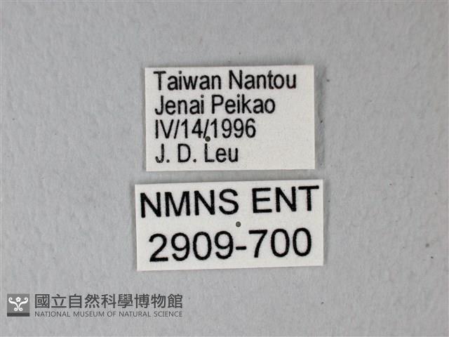 異粉蝶、雌白黃蝶藏品圖，第3張