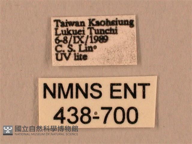 棕綠背線天蛾藏品圖，第3張