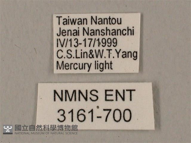 圓斑鷹翅天蛾藏品圖，第3張