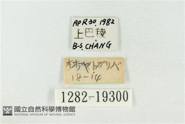 印華波紋蛾藏品圖，第3張