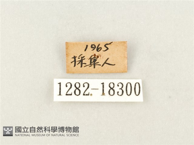 白圈線蛺蝶藏品圖，第3張