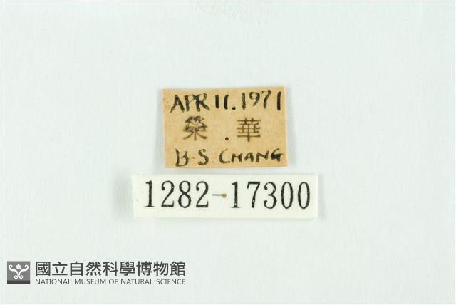 南方洒灰蝶藏品圖，第3張
