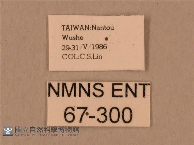 背中白天蛾藏品圖，第3張