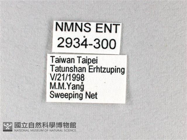 綠弄蝶藏品圖，第3張