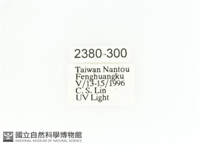 艷金龜藏品圖，第2張