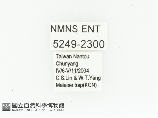 黑斑陷紋金龜藏品圖，第2張