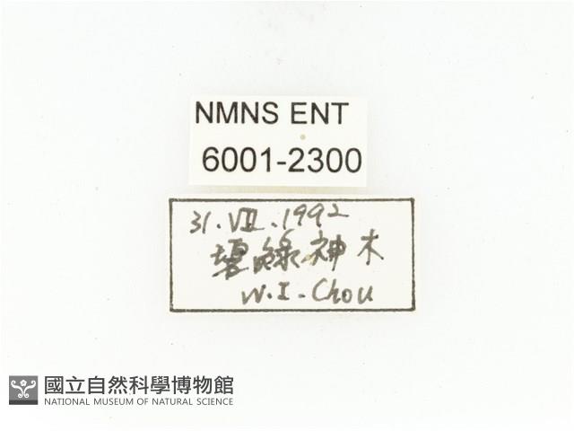 臺灣白條金龜藏品圖，第2張