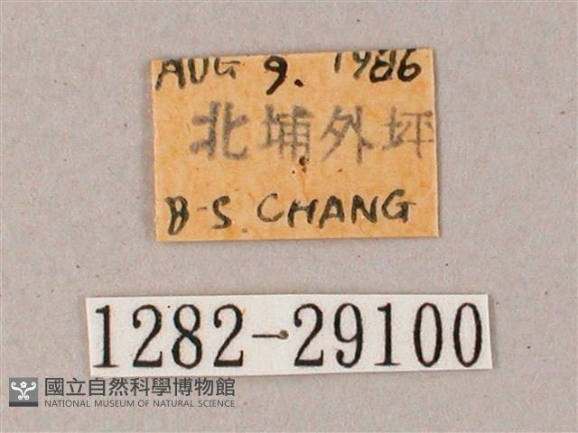 臺灣白肩天蛾藏品圖，第3張