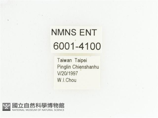 黃肩長腳花金龜藏品圖，第2張