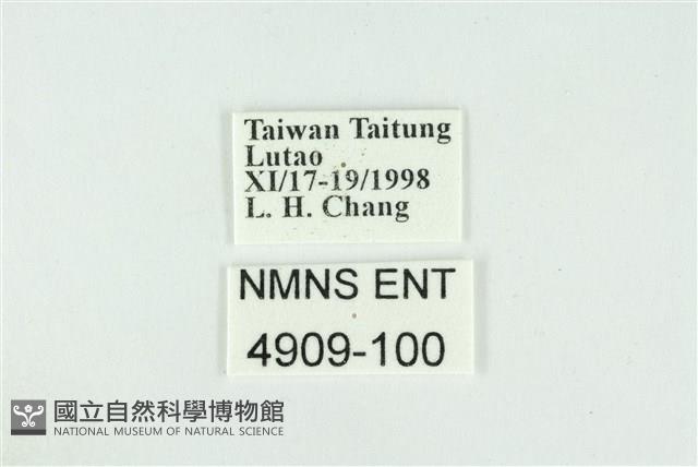 折列藍灰蝶沖繩亞種藏品圖，第3張