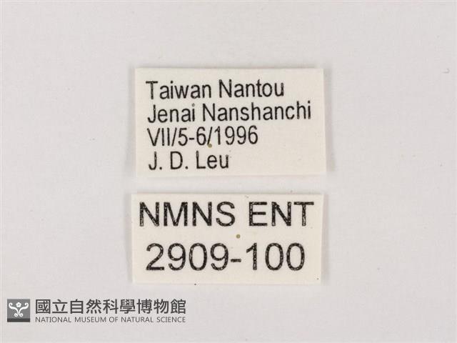 嫵琉灰蝶藏品圖，第3張