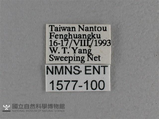 曲紋袖弄蝶藏品圖，第3張