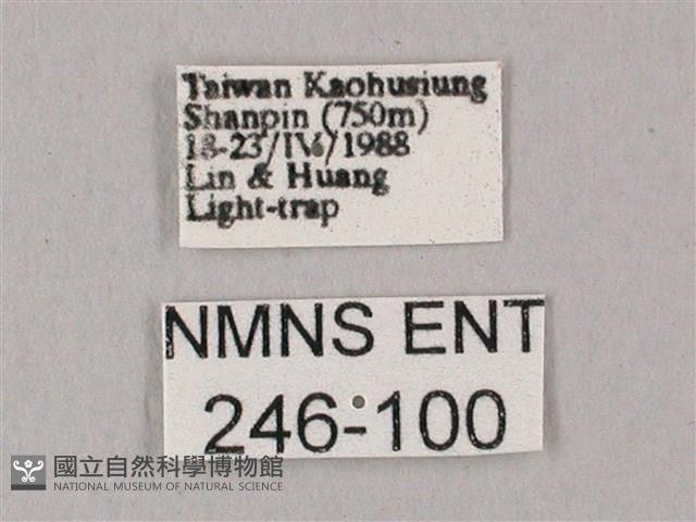 白點天蛾 藏品圖，第3張