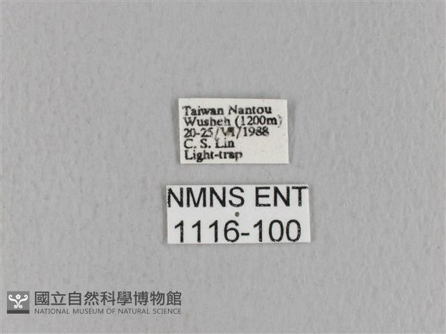 青枯葉蛾藏品圖，第3張