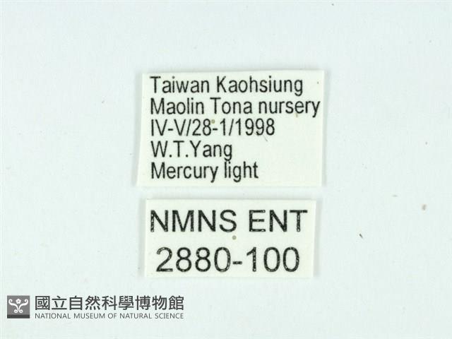 長腳大織蛾藏品圖，第3張