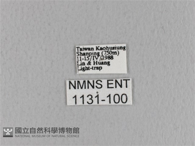 青枯葉蛾藏品圖，第3張