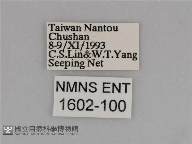 亮色黃蝶藏品圖，第3張