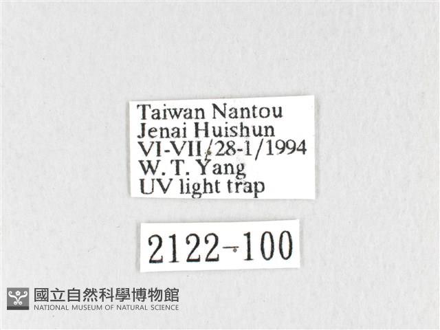 黃斑枯葉蛾藏品圖，第3張