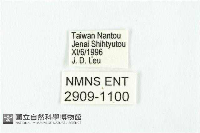 蘭灰蝶藏品圖，第3張