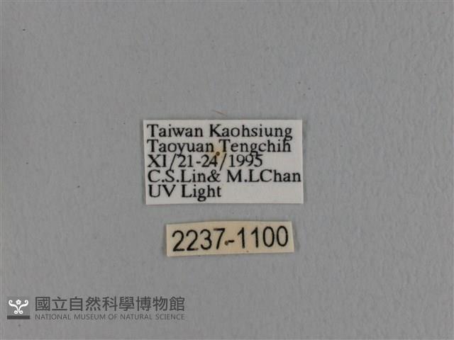 波紋枯葉蛾藏品圖，第3張